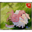 DC Yume no Tsubasa: Fate of Heart (Limited Edition)